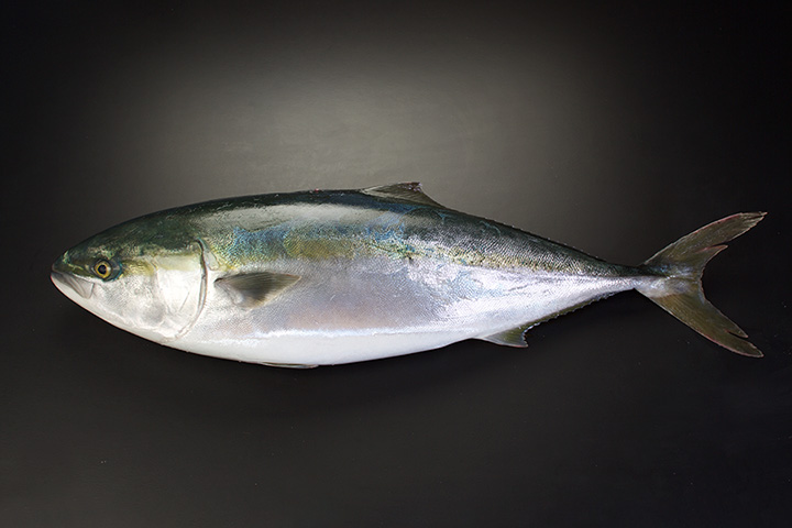 Farm-raised yellowtail