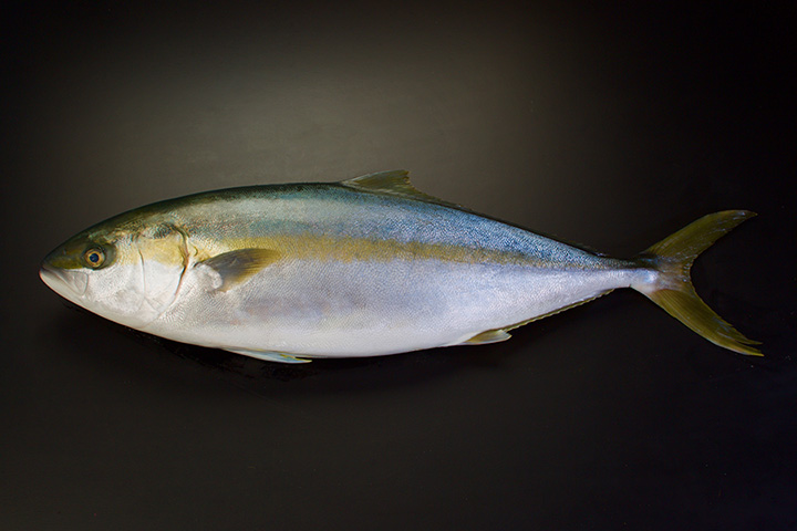 Farm-raised gold-striped amberjack